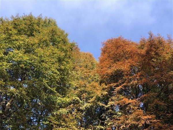 南川 山王坪 秋季